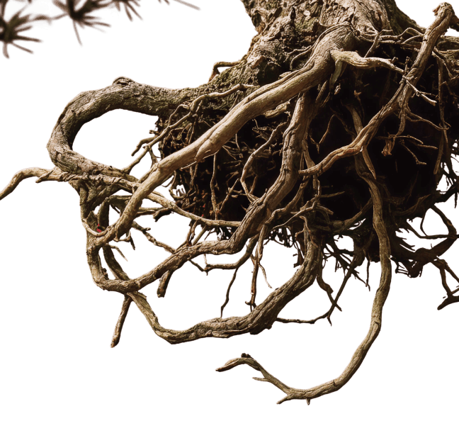 Kořeny bonsai